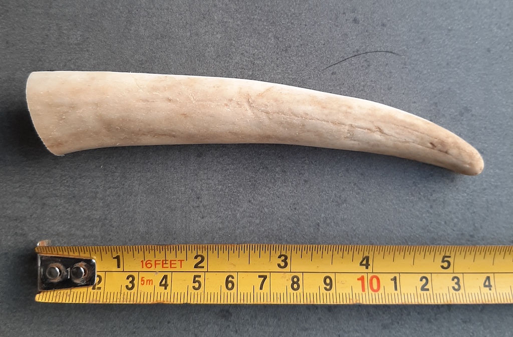 Medium antler