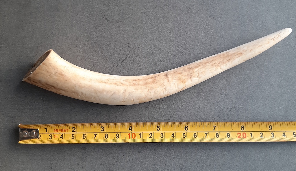 Extra large antler